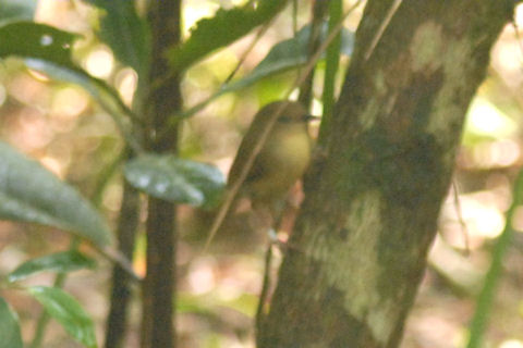 Atherton Scrubwren (Sericornis keri)